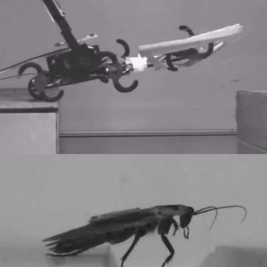 A robot cockroach that's both creepy and educational