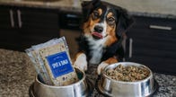 Best Dog Food Delivery for 2023