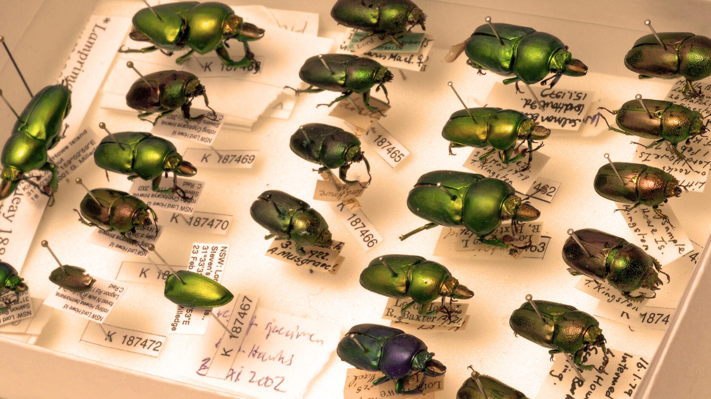22 beetles are pinned, individually, to a box. they are tagged and named with their scientific details.