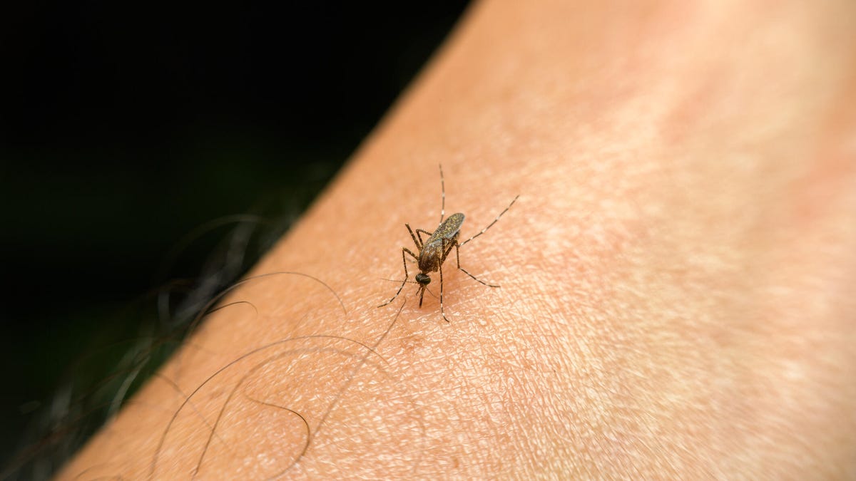 mosquito landed on a person