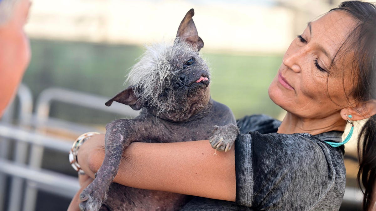 Woman holds small gray dog whose face and ears resemble a bat.