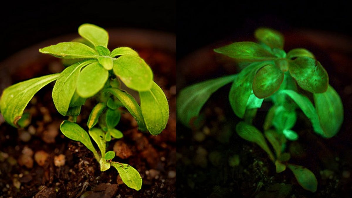 Starlight Avatar plant