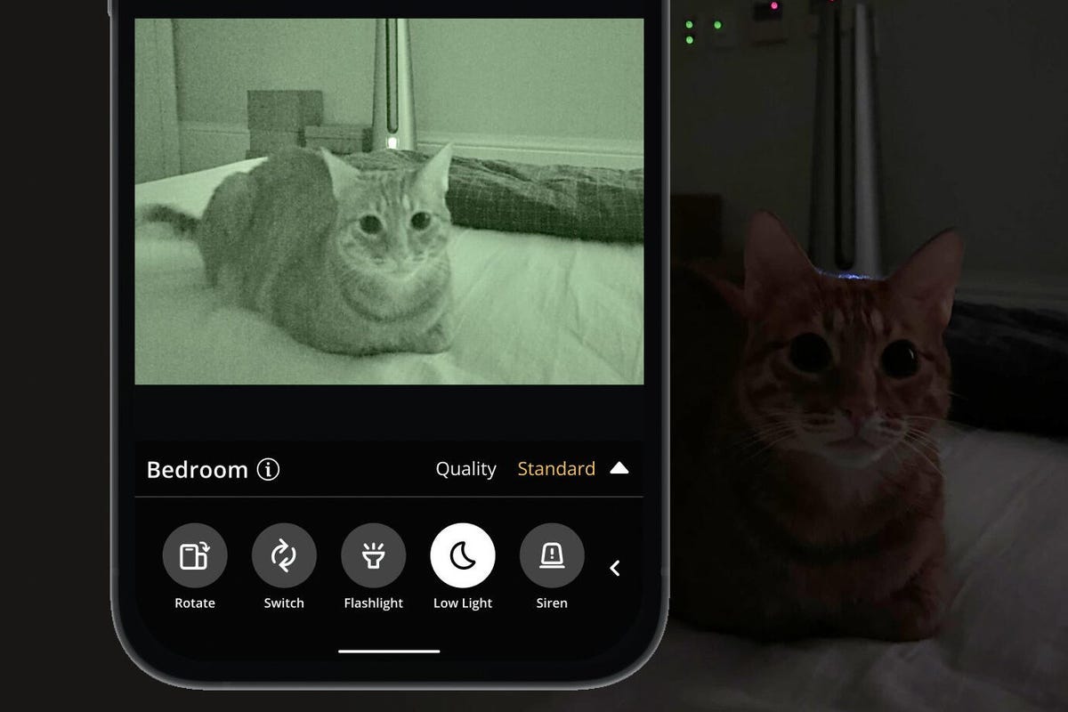 The Alfred app showing a night vision image of a cat on a bed.