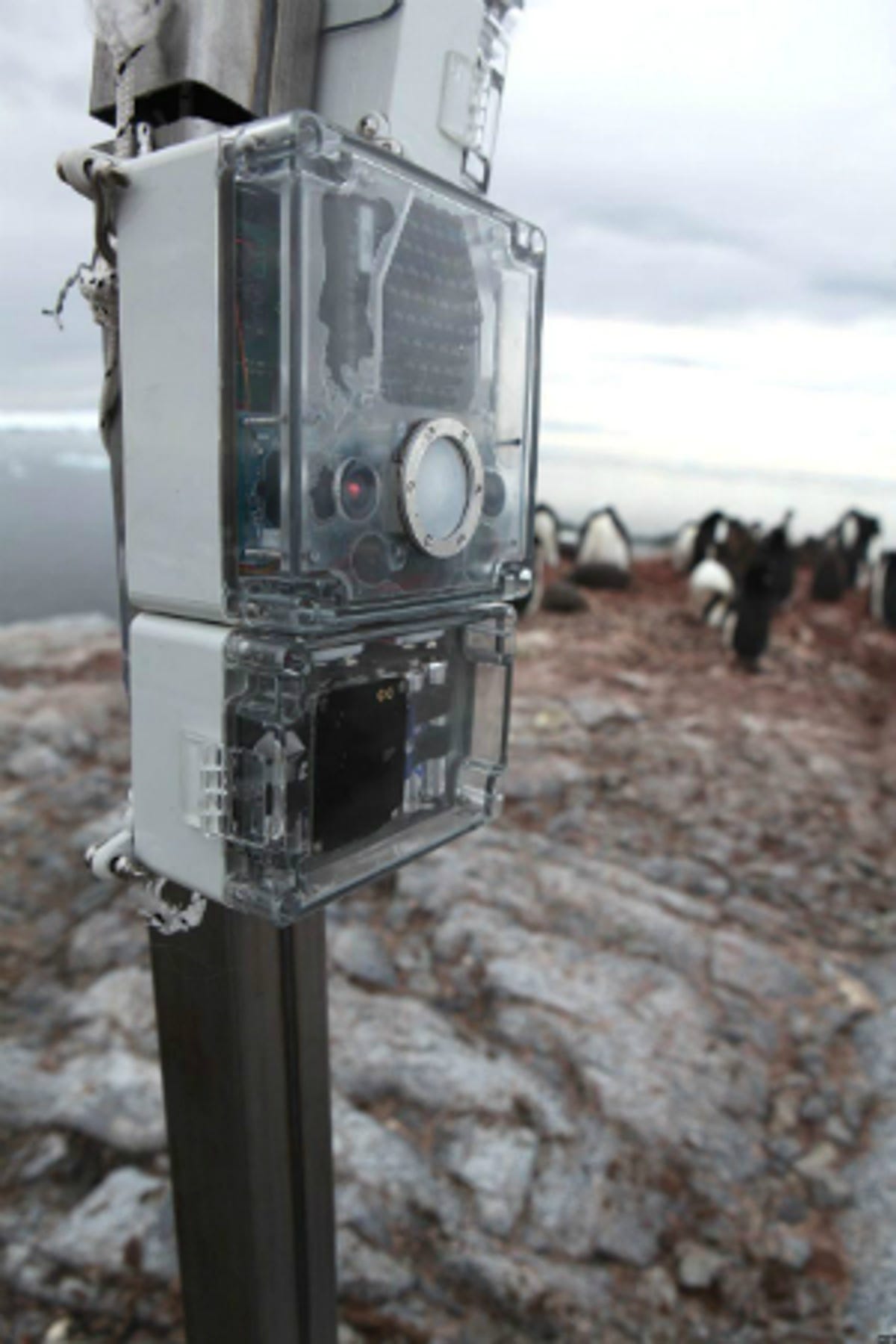 camera-penguins-300w.jpg