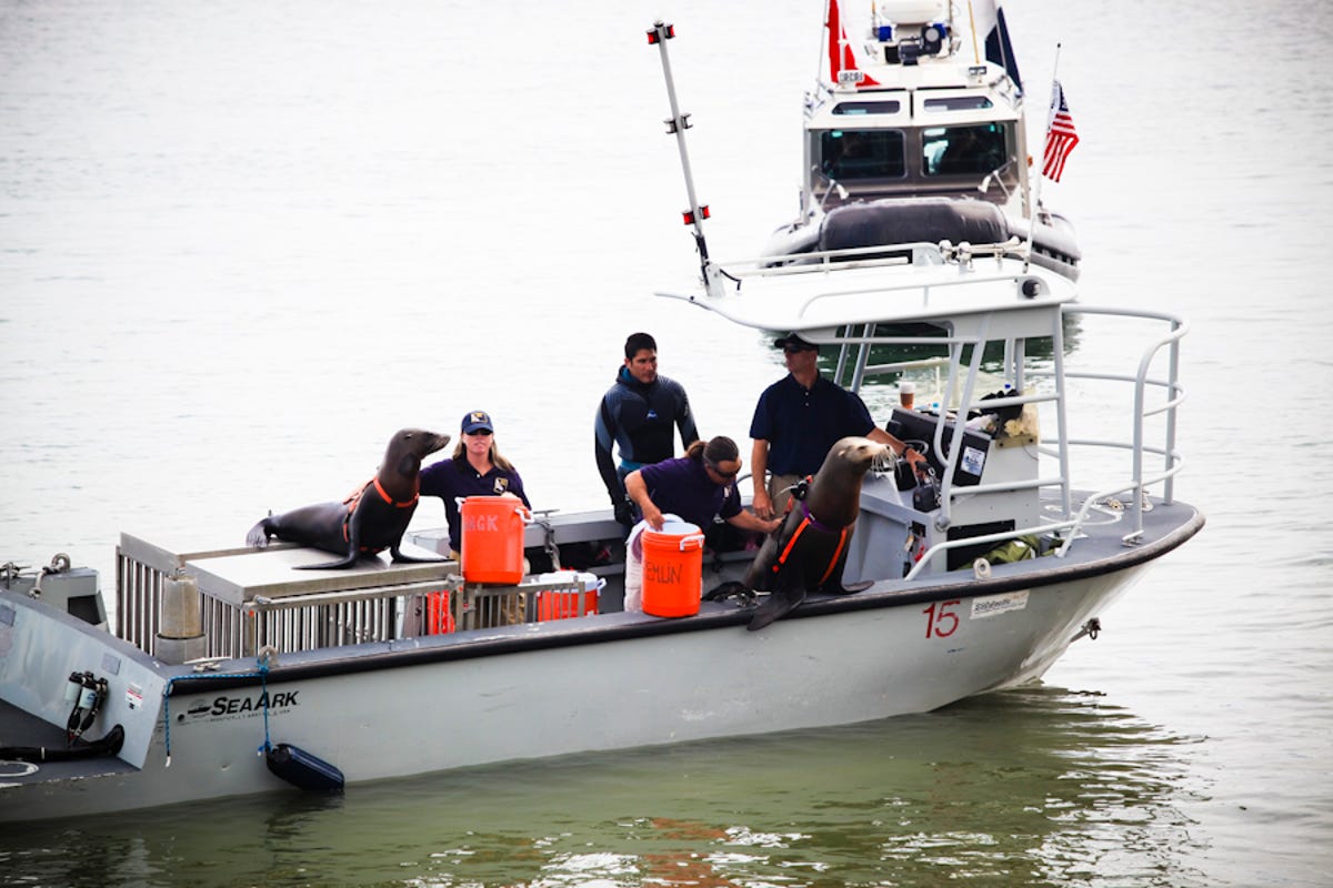 The United States Navy Marine Mammal Program includes sea lions and dolphins trained to perform underwater surveillance for object detection, location, marking and recovery.