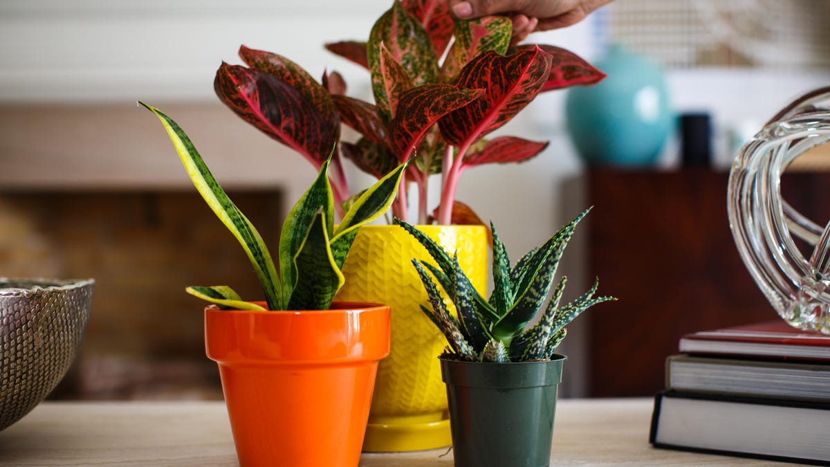 plants on coffee table