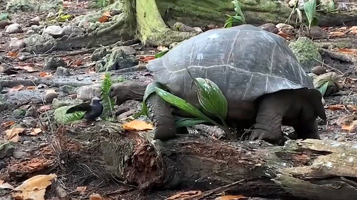 tortoisehunting