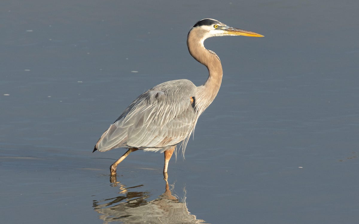 A great blue heron hunts in the calm waters of Pillar Point Harbor.