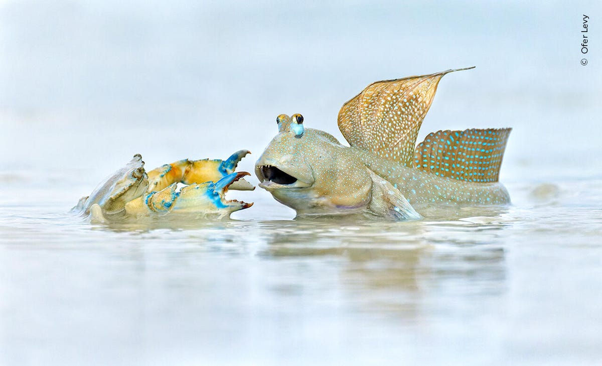 ofer-levy-wildlife-photographer-of-the-year