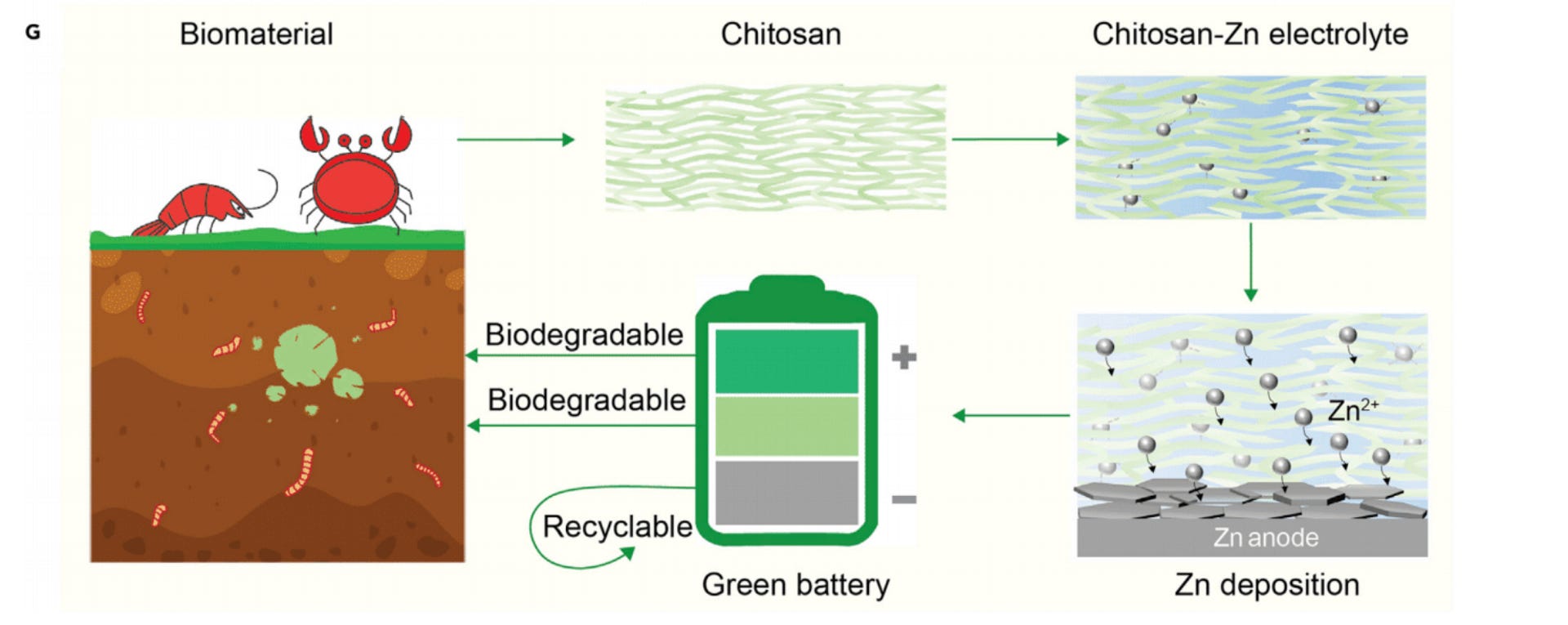 A diagram with an illustration of how the chitosan begins with the crab and ends with biodegradation into the soil.