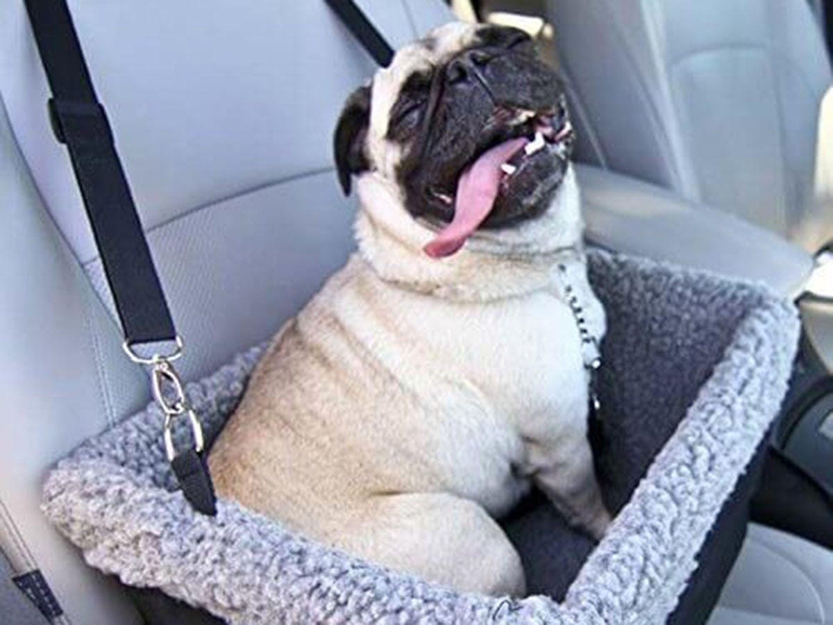 dog-booster-seat