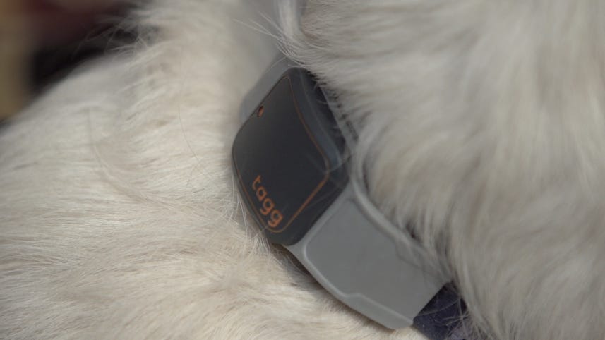 New GPS dog tracker knows if your pet is too hot or cold