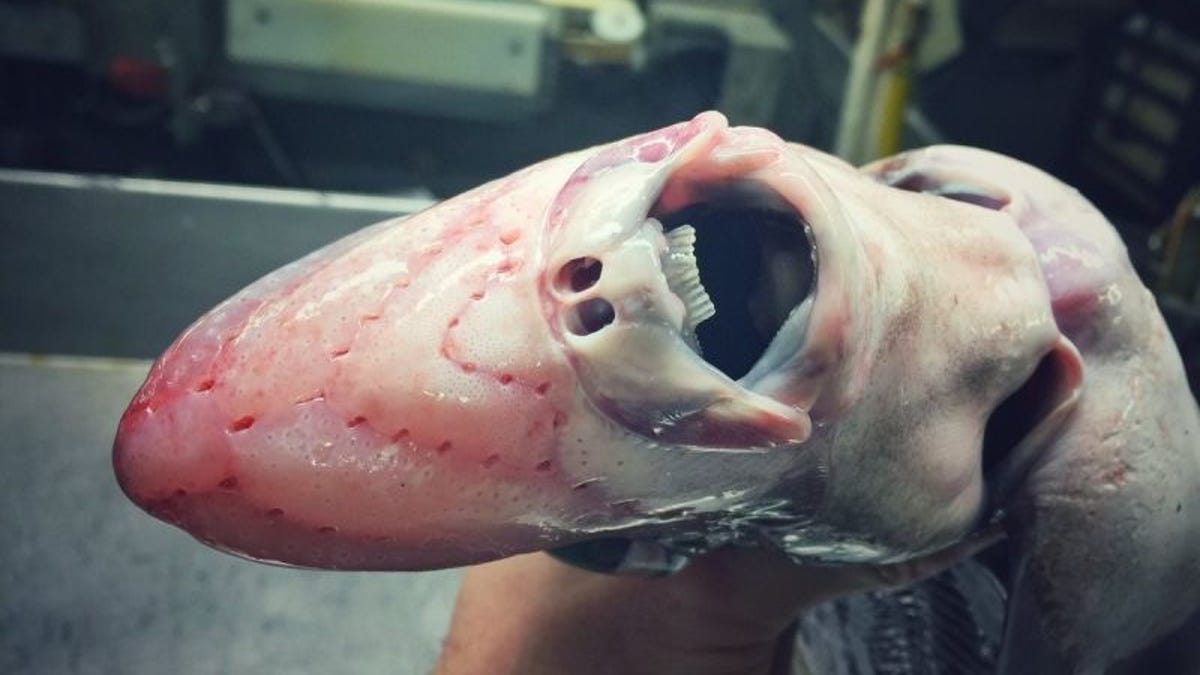 Nightmares await with fisherman's creepy-creature photos - CNET