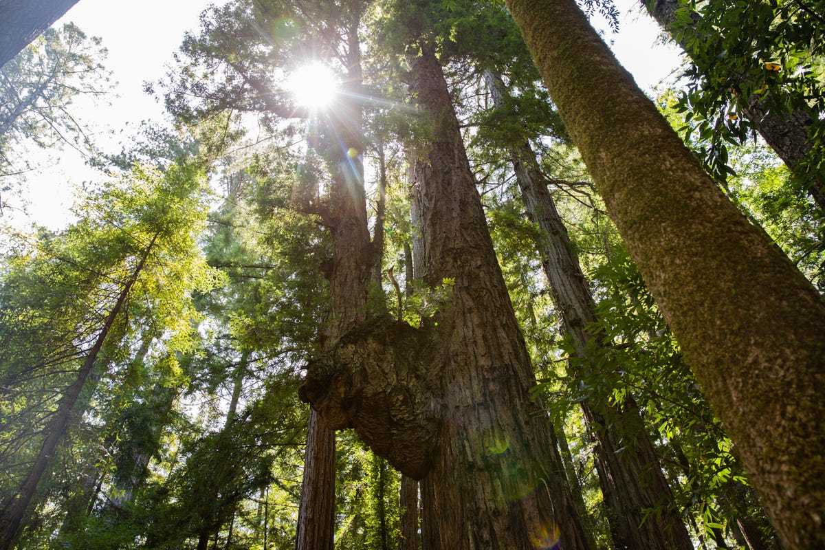 harold-richardson-redwoods-reserve1271