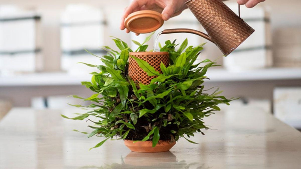 Grow plants without dirt in this Alexa-shaped, hydroponic planter - CNET