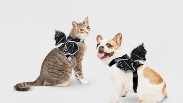 dog and cat wearing bat wings