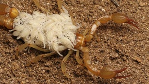 High Schoolers Spot 2 New Scorpion Species on Nature App