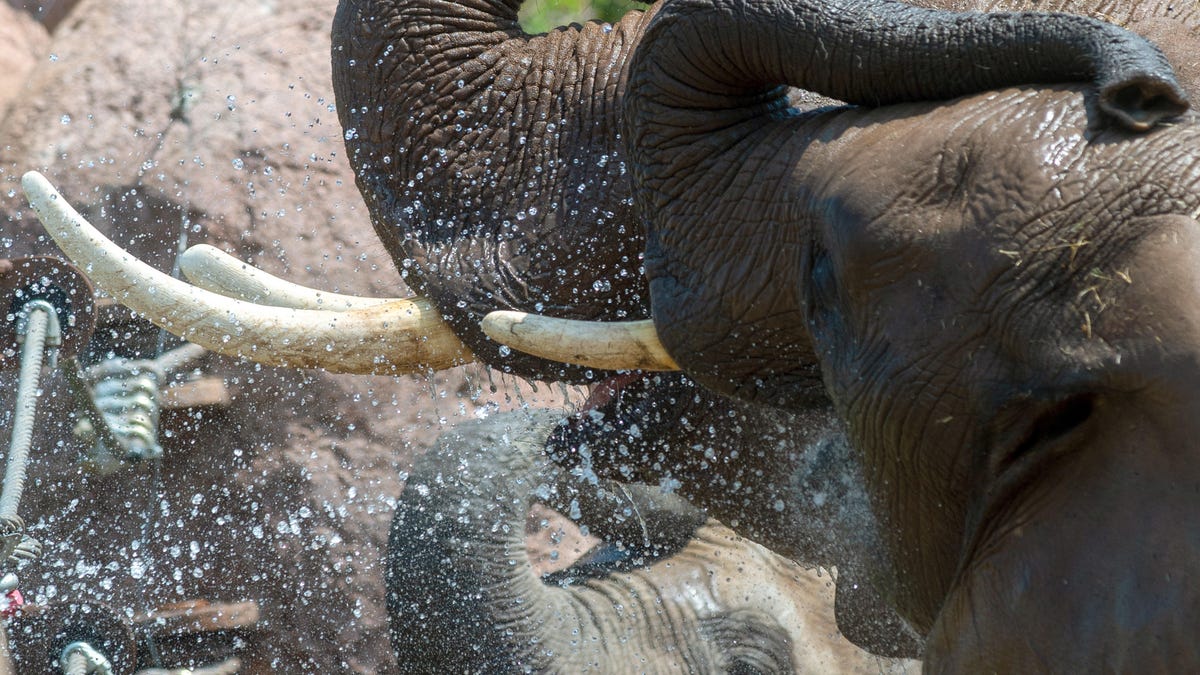 Elephant shower at Magdeburg Zoo