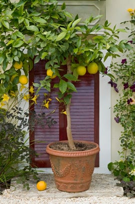 Lemon tree (Citrus Limon) in terracotta pot, 'Much Ado About Nothing' garden, RHS Hampton Court Flower Show 2010, designed by Sue Thomas