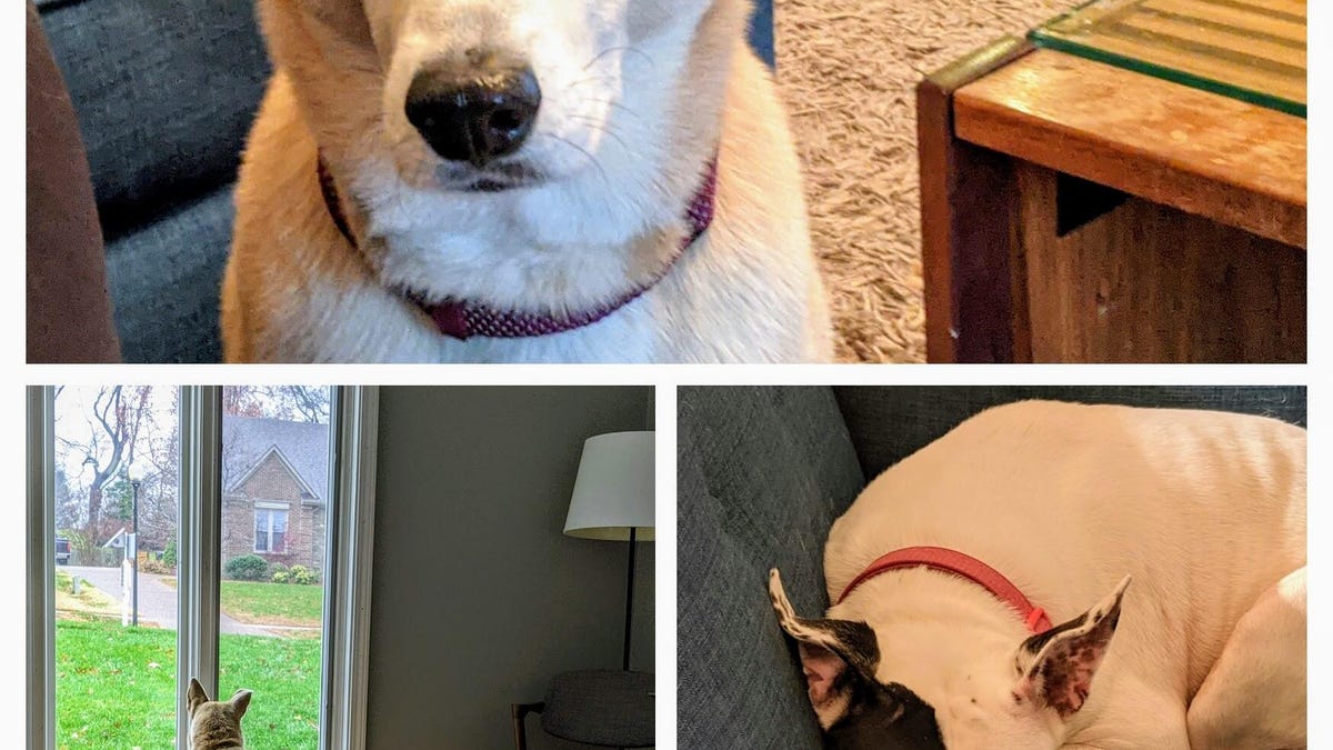 Three different shots of dogs