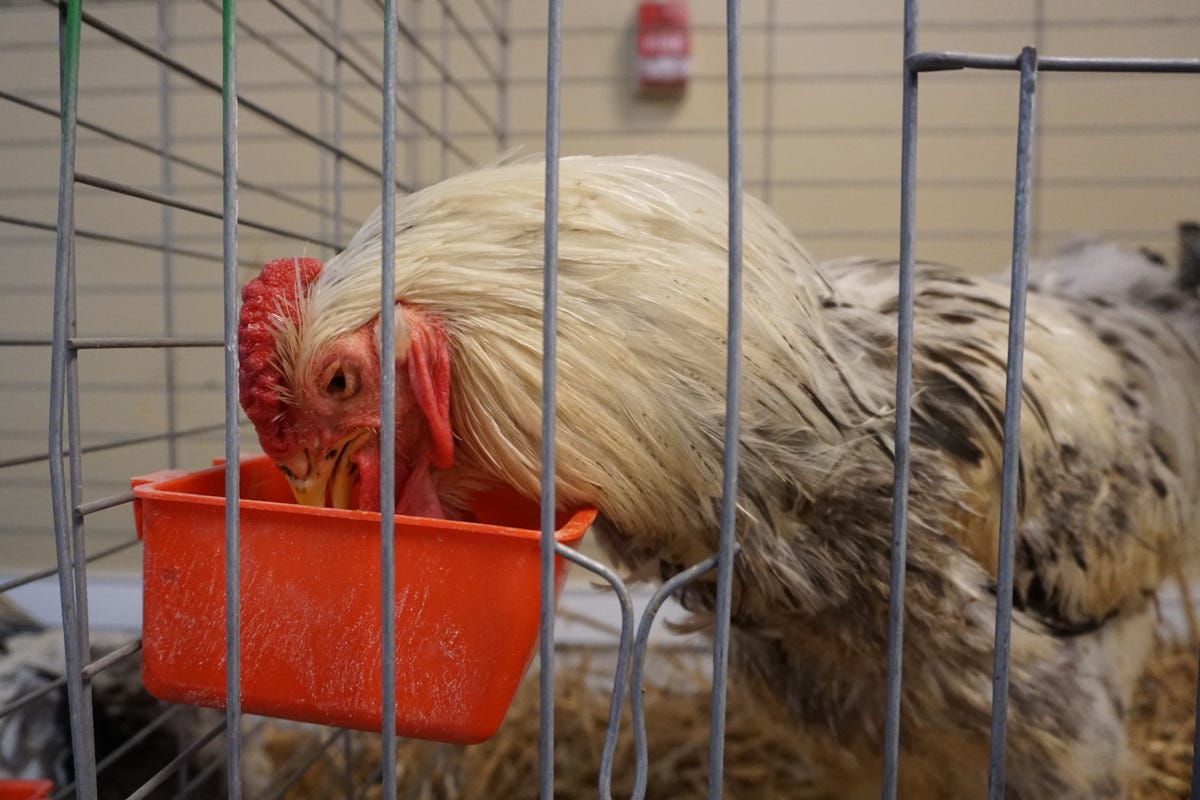 Rooster drinking water from inside a cage