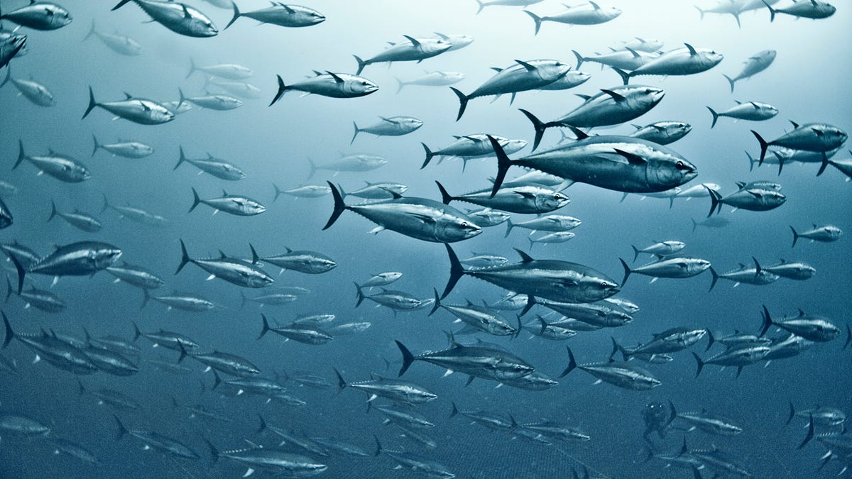 A large group of yellowfin tuna is seen from below, swimming, as bright white light filters down through the surface of the blue water.
