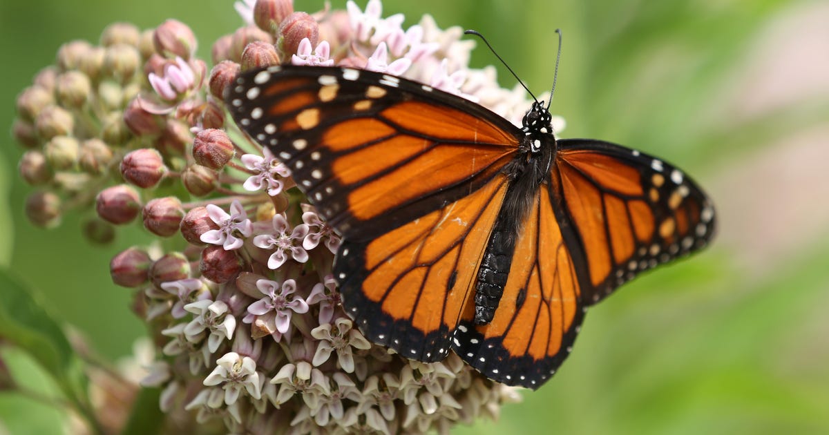monarch-butterflies-listed-as-endangered-species-by-wildlife-monitor
