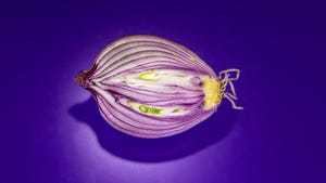 No Tears, No Mess: How to Cut an Onion Without Crying     - CNET