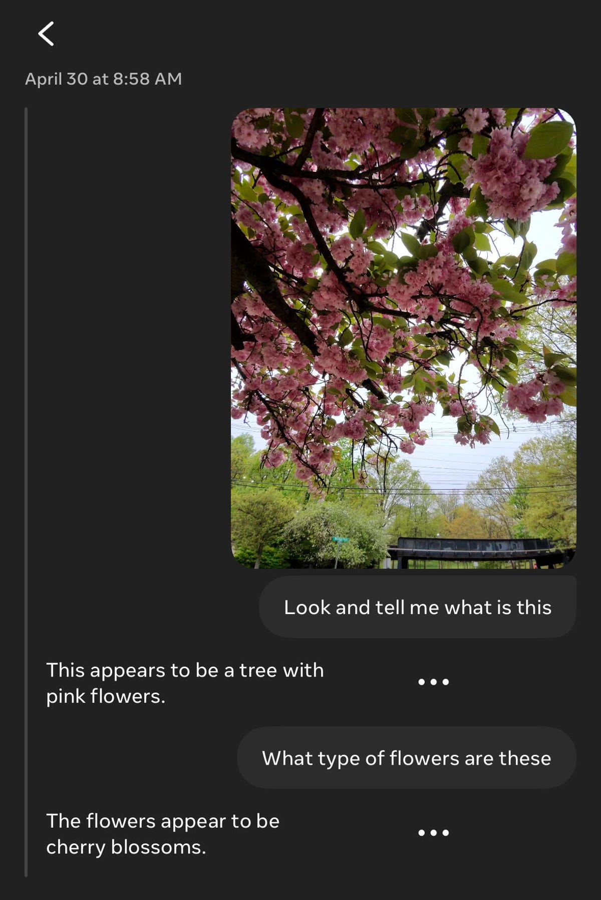 A screenshot of a conversation with an AI about identifying flowers from an included photo