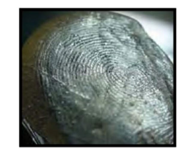 ​Synaptics said its optical fingerprint reader isn't fooled by fakes like this cast made with wood glue and coated with graphite.
