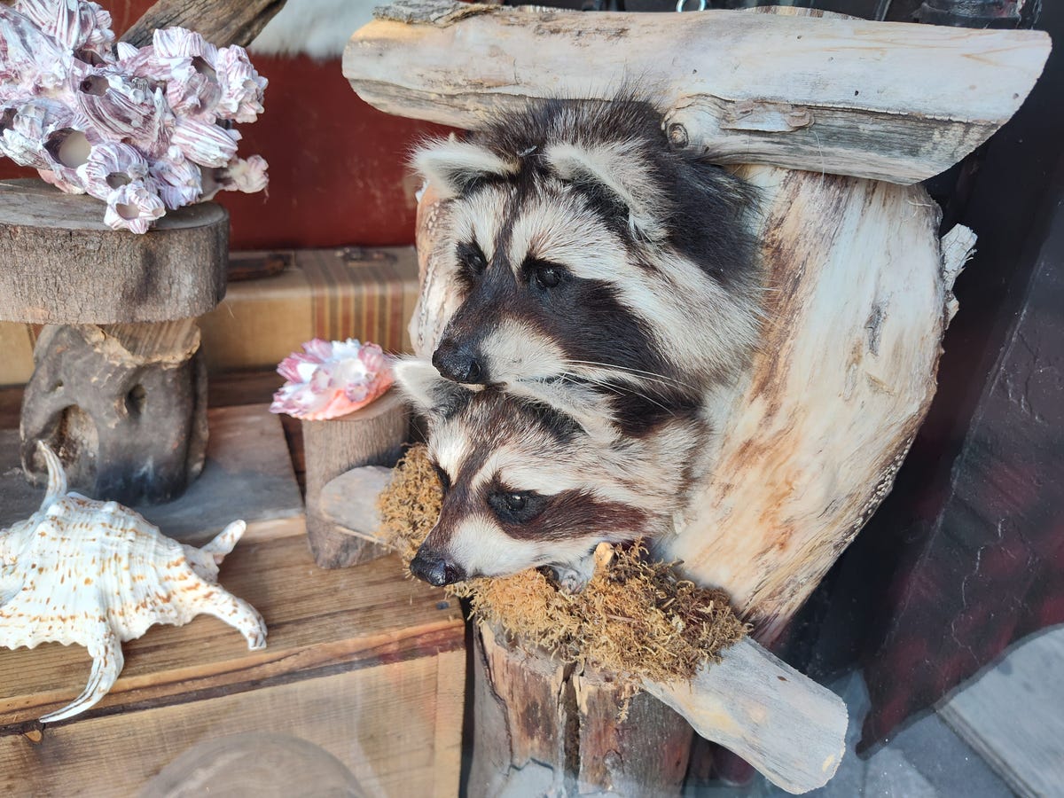 A photo of two stuffed raccoon heads