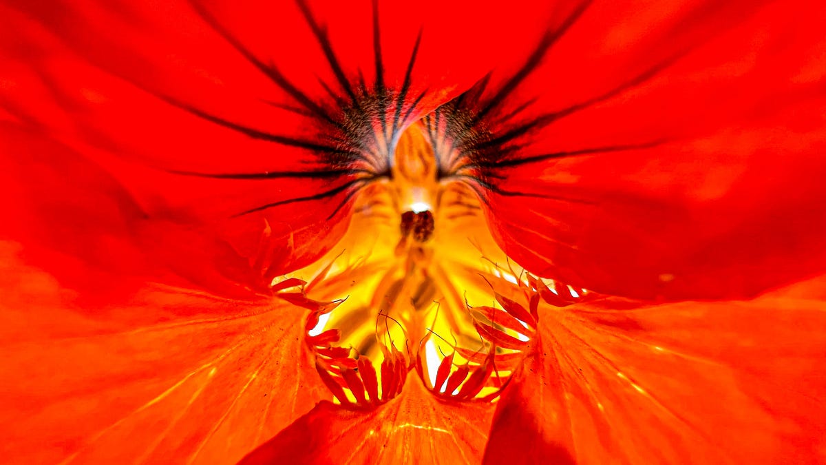 Close up of the inside of a red flower.