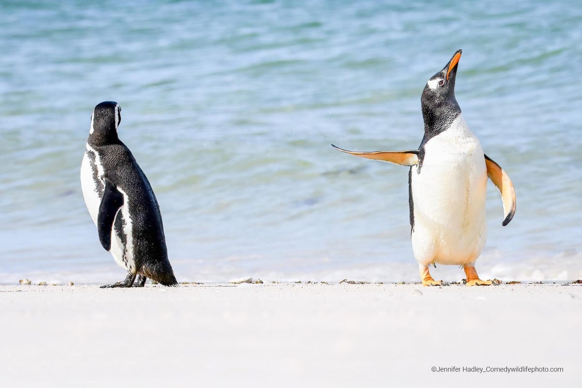 Two penguins stand at a distance on the beach with one looking away an the other looking upward while extending a fin at its companion.