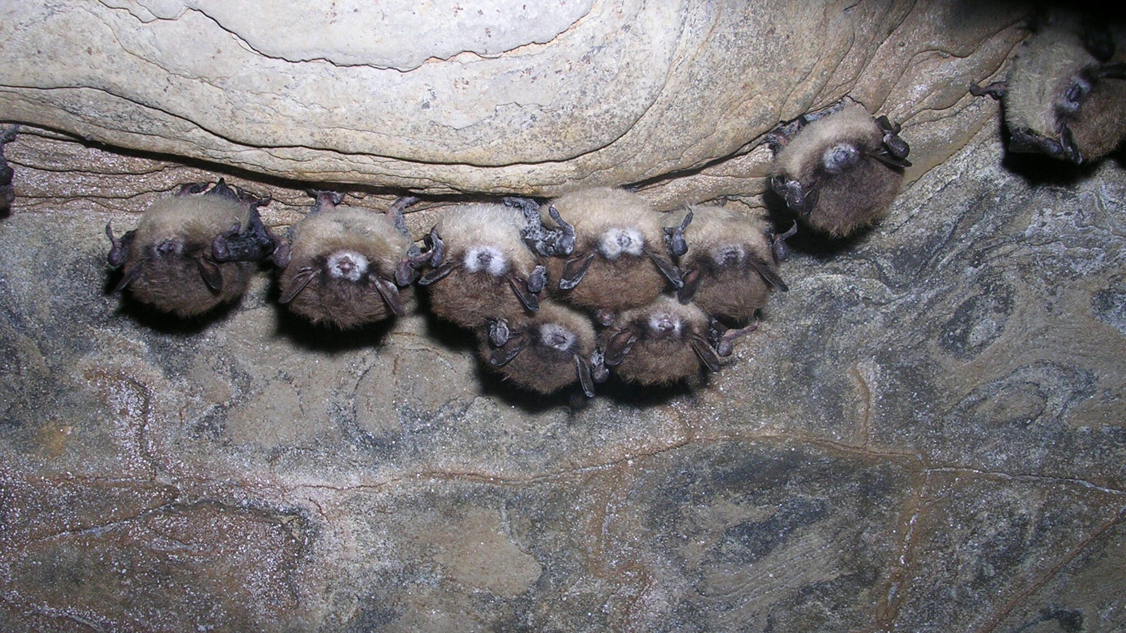 white-nose-syndrome-in-hailes-cave-by-heaslip-2007-original
