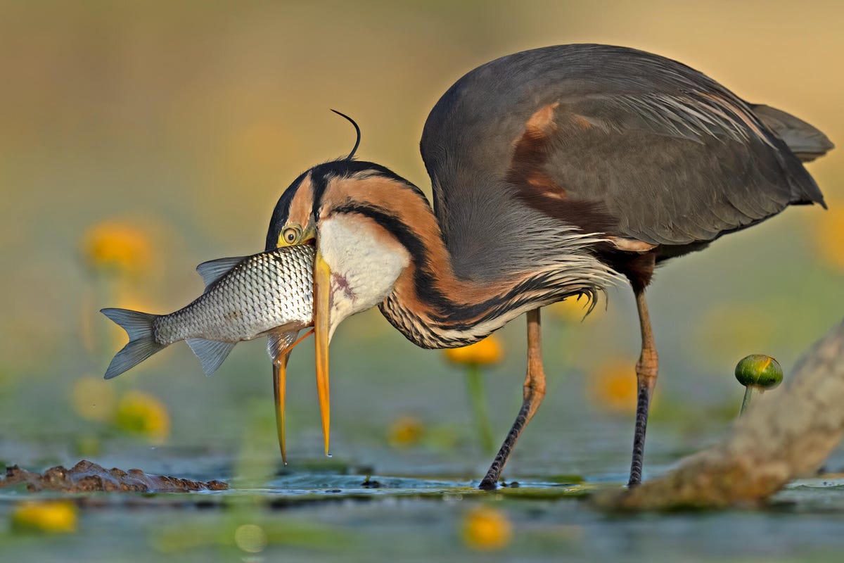 Heron stands in water with a large gray and white fish in its bill.