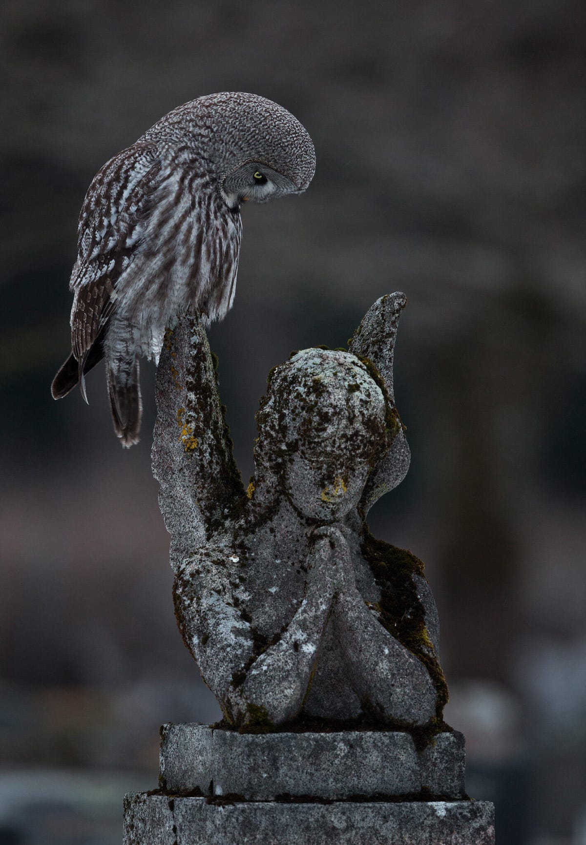 Great grey owl perches on the wing of an angel statue in a cemetery.
