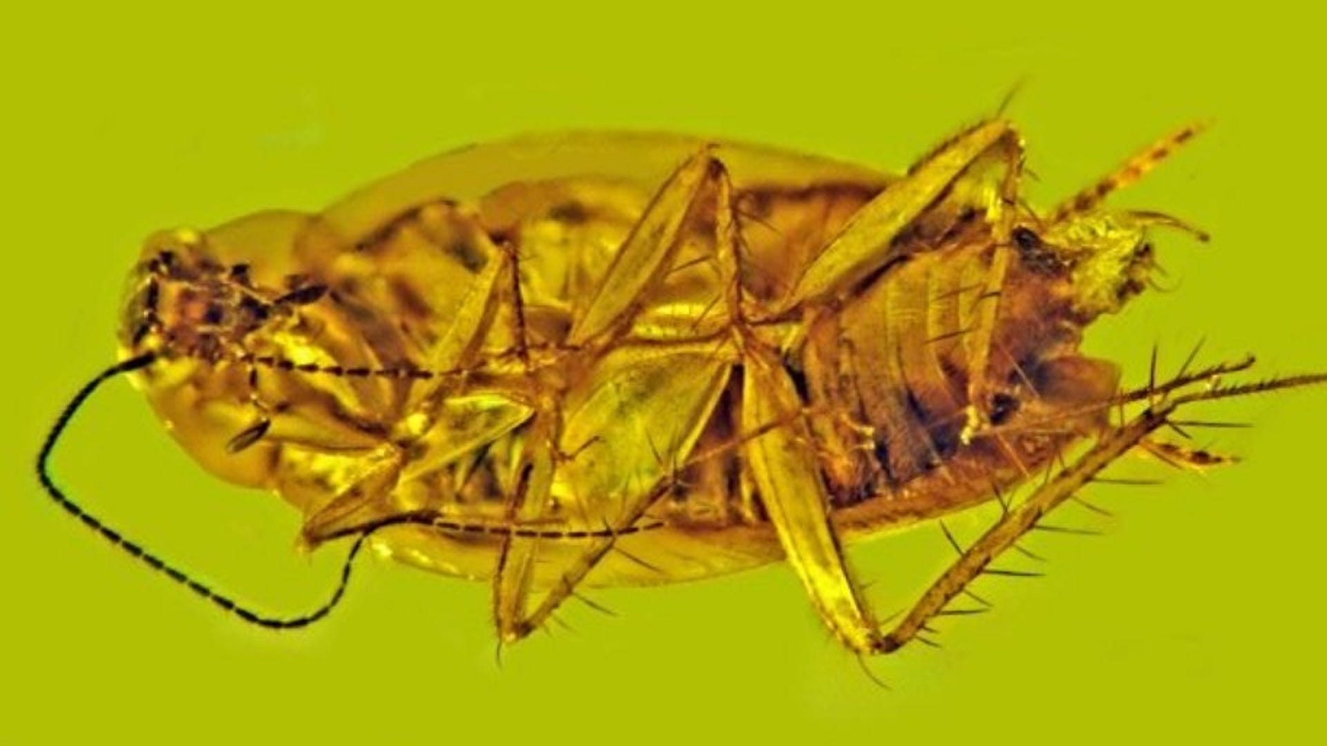 Underside of a cockroach entombed in amber. Remarkably well preserved, sperm cells intact.
