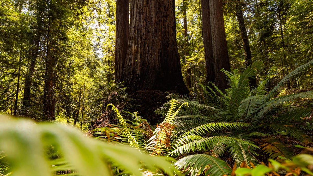 harold-richardson-redwoods-reserve1145