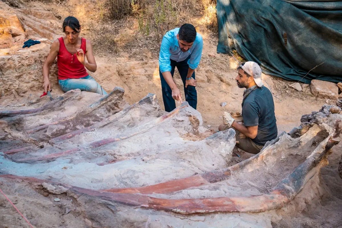 giant dinosaur bones in a backyard in portugal