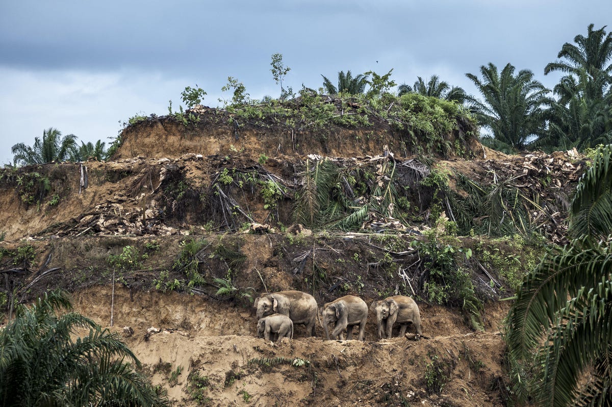 palm-oil-survivors-c-aaron-gekoski-wildlife-photographer-of-the-year