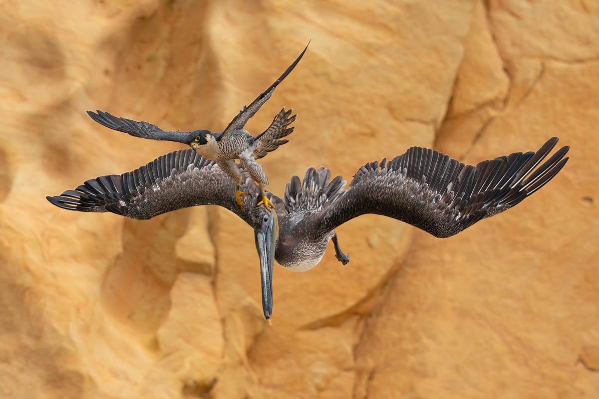 Falcon attacks the head of a large brown pelican while both are in flight against a rocky background.