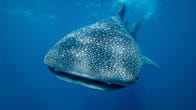 Wide mouth spotty whale shark swims against a deep blue sea.