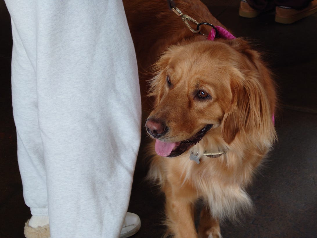 Uma foto do Xperia 1 IV de um cachorro esperando ao lado de seu dono