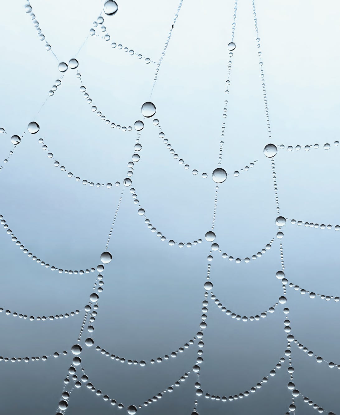 Dewdrops captured on a spider web.