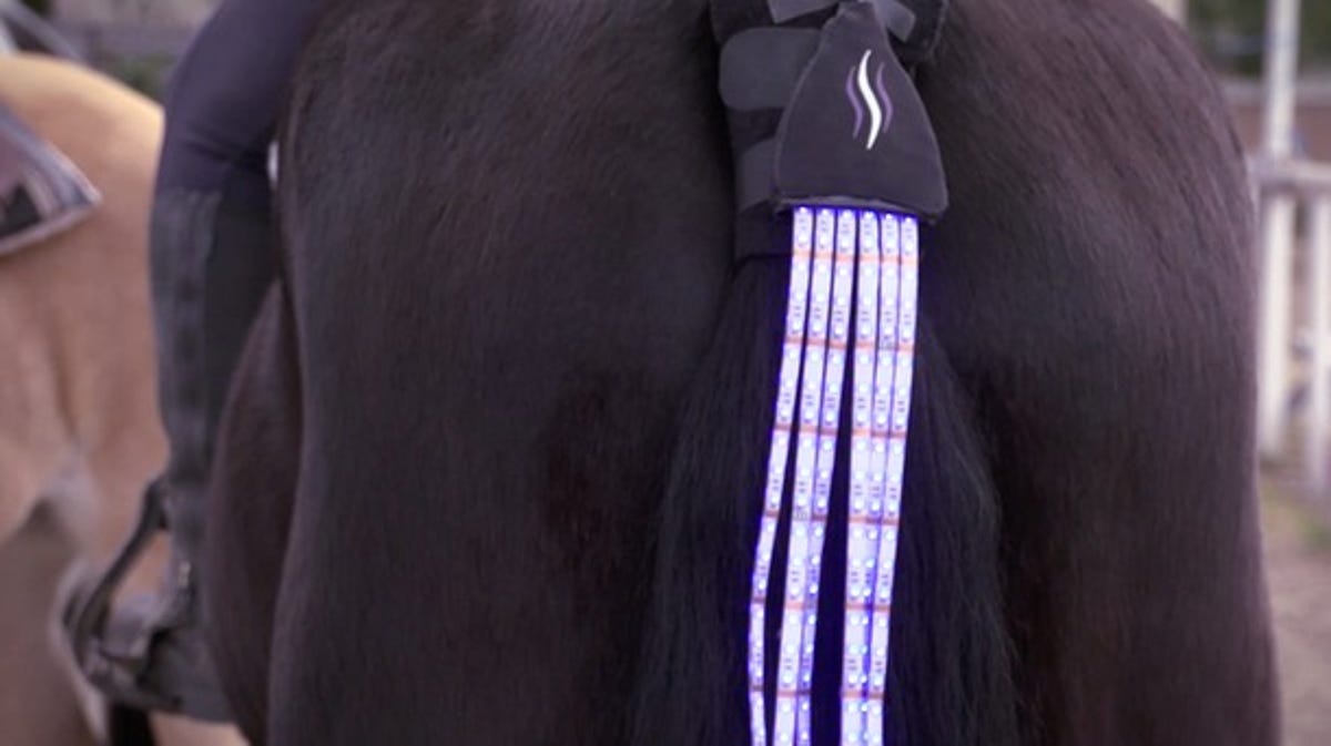 Tail Lights on a horse