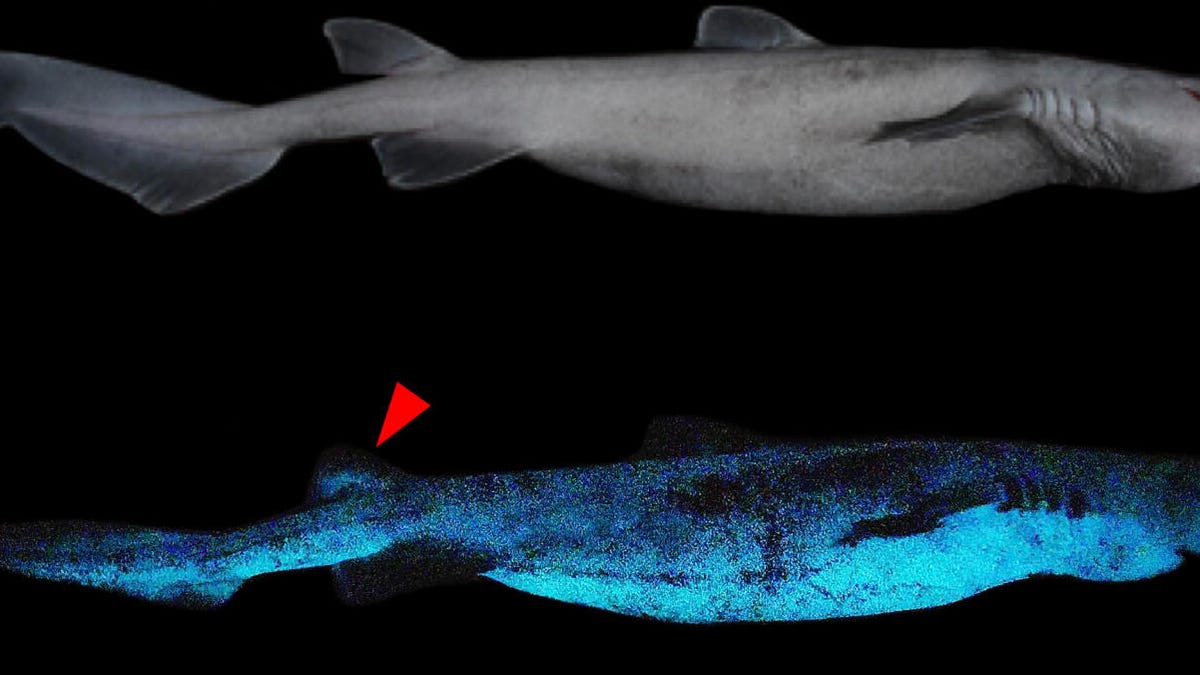 glowing-shark-crop