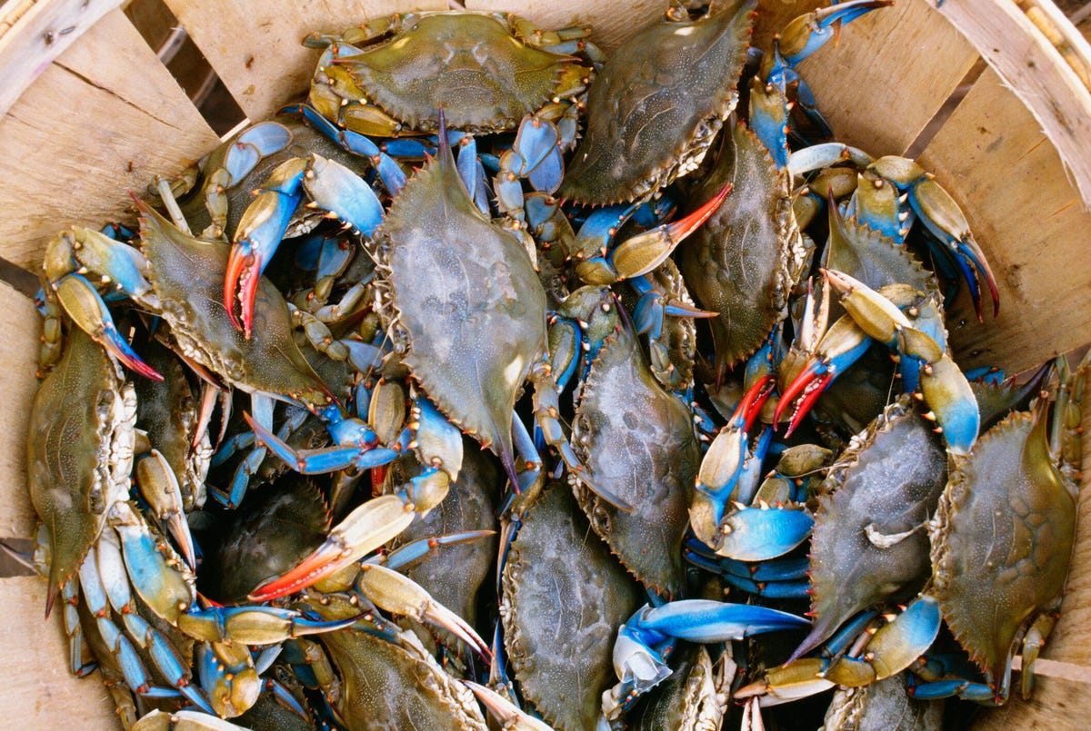 High angle view of crabs in a basket in Annapolis, Maryland.