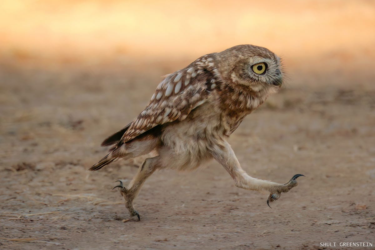 A small brown owl strolls busily across the ground like it has somewhere important to go.