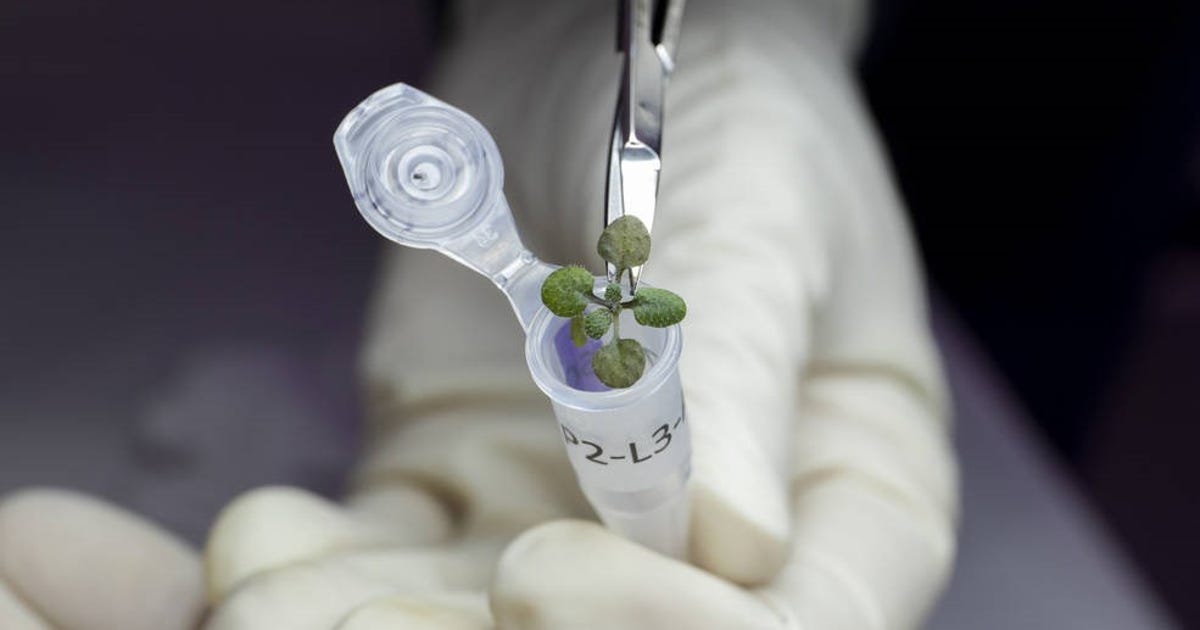 Scientists Grow Plants in Moon Soil for the First Time – CNET