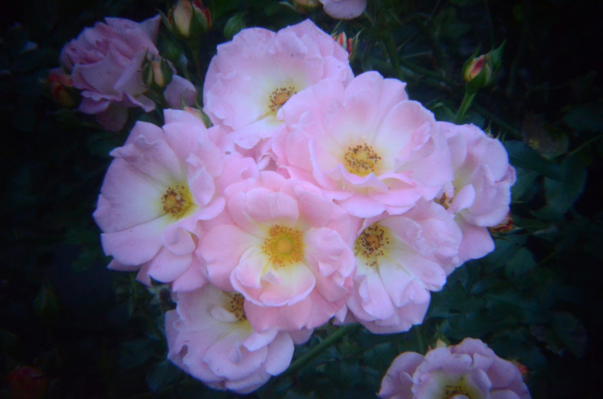 roses_Holga60mm.jpg